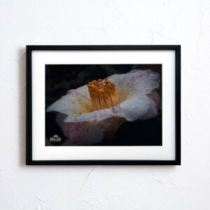 A[g G |X^[yf2_068 TCYA4iSjiؐt[tjzA[g|X^[ ʐ^ {   coL camellia iiF photo japan flower A4TCY ztyMake Sensez wsf2-068-d9101a