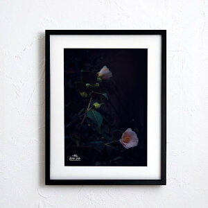 A[g G |X^[yf2_069 TCYA4iSjiؐt[tjzA[g|X^[ ʐ^ {   coL camellia iiF photo japan flower A4TCY ztyMake Sensez wsf2-069-d9101a