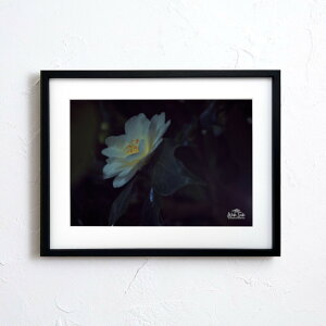 A[g G |X^[yf2_070 TCYA4iSjiؐt[tjzA[g|X^[ ʐ^ {   coL camellia iiF photo japan flower A4TCY ztyMake Sensez wsf070-d9101a