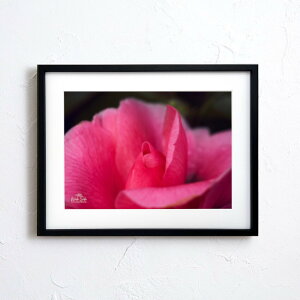 wyVX[p[SALE ݌Ɉ| ixA[g G |X^[yf2_071 TCYA4iSjiؐt[tjzA[g|X^[ ʐ^ {   coL camellia iiF photo japan flower A4TCY z