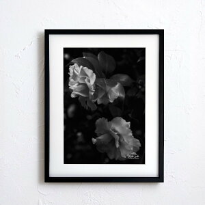 A[g G |X^[yf2_073 TCYA4iSjiؐt[tjzA[g|X^[ ʐ^ {   coL camellia iiF photo japan flower A4TCY ztyMake Sensez wsf073-d9101a