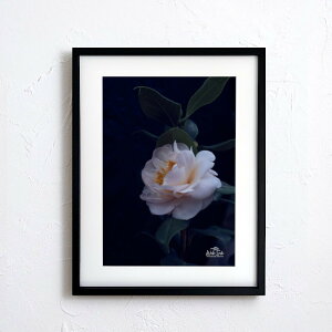 wyVX[p[SALE ݌Ɉ| ixA[g G |X^[yf2_075 TCYA4iSjiؐt[tjzA[g|X^[ ʐ^ {   coL camellia iiF photo japan flower A4TCY z