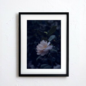 A[g G |X^[yf2_076 TCYA4iSjiؐt[tjzA[g|X^[ ʐ^ {   coL camellia iiF photo japan flower A4TCY ztyMake Sensez wsf076-d9101a
