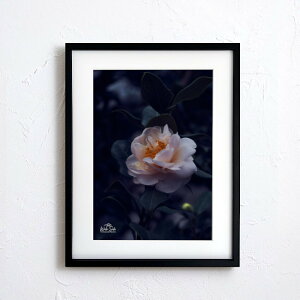 A[g G |X^[yf2_077 TCYA4iSjiؐt[tjzA[g|X^[ ʐ^ {   coL camellia iiF photo japan flower A4TCY ztyMake Sensez wsf2-077-d9101a