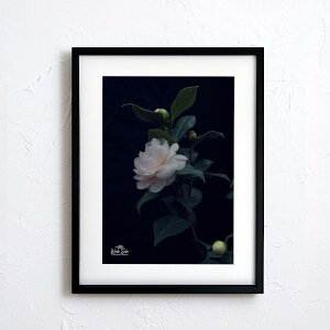 A[g G |X^[yf2_082 TCYA4iSjiؐt[tjzA[g|X^[ ʐ^ {   coL camellia iiF photo japan flower A4TCY ztyMake Sensez wsf2-082-d9101a