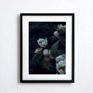 A[g G |X^[yf2_091 TCYA4iSjiؐt[tjzA[g|X^[ ʐ^ {   coL camellia iiF photo japan flower A4TCY ztyMake Sensez wsf2-091-d9101a