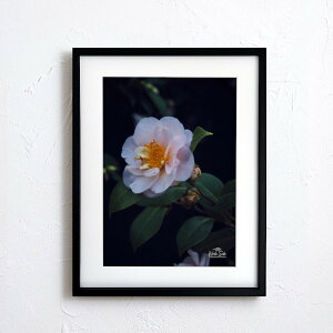 A[g G |X^[yf2_093 TCYA4iSjiؐt[tjzA[g|X^[ ʐ^ {   coL camellia iiF photo japan flower A4TCY ztyMake Sensez wsf2-093-d9101a