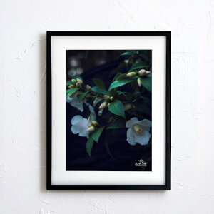 A[g G |X^[yf2_095 TCYA4iSjiؐt[tjzA[g|X^[ ʐ^ {   coL camellia iiF photo japan flower A4TCY ztyMake Sensez wsf2-095-d9101a