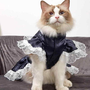   XJ[g EFfBOhX p[eB[ tH[} hbOEFA ybgpi 킢 