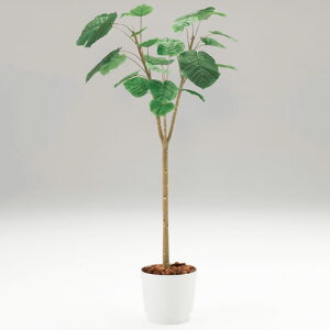 ウンベラータ 観葉植物の人気商品 通販 価格比較 価格 Com ウンベラータ 観葉植物の人気商品 通販 価格比較 価格 Com