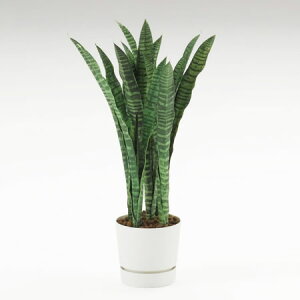 観葉植物 サンセベリアの人気商品 通販 価格比較 価格 Com 観葉植物 サンセベリアの人気商品 通販 価格比較 価格 Com
