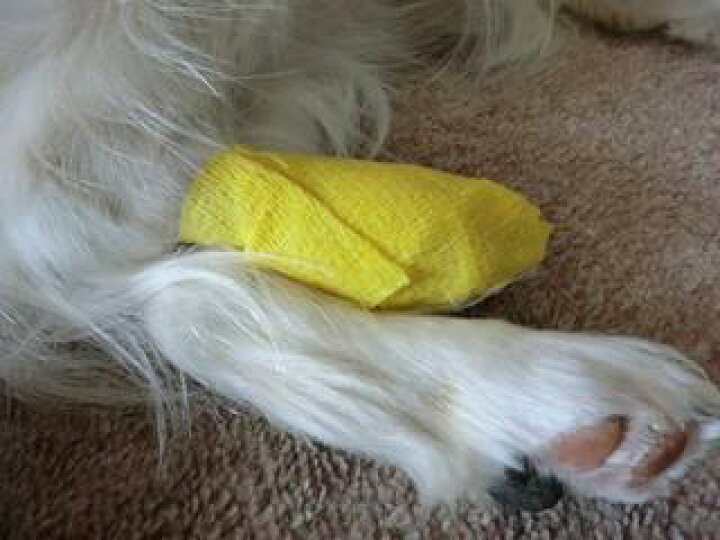 最大72 Offクーポン 4ロール 猫 犬 ペット用 粘着 包帯 ガーゼ テープ ラップ Rmladv Com Br