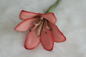 ߂ԁ@RT[W@IW⁙VN100%{̍RT[W@hV̓@̓@  w ƎtH[} wAANZT[ysmtb-kzykyz