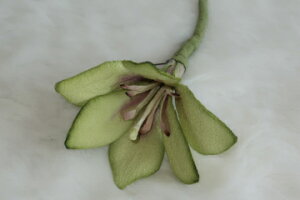 ߂ԁ@RT[W@΁⁙VN100%{̍RT[W@hV̓@̓@  w ƎtH[} wAANZT[ysmtb-kzykyz