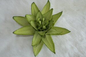 ߂ԁ@RT[Wv`_A@΁⁙VN100%{̍RT[W hV̓@̓@̓ w ƎtH[} wAANZT[ysmtb-kzykyz