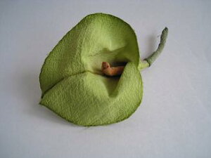 50OFFI߂ԁ@RT[WJ[@΁⁙VN100%RT[W ̓@ w ƎtH[} wAANZT[ysmtb-kzykyz