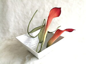 VN100%̔F@߂ԁ@֑}i񂴂j@lyeXCeA  z̉  v[gMtg ̓ ̓ hV̓ NX