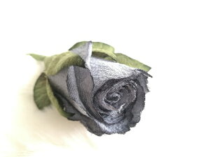 ߂ԁ@RT[W@Qiڂ݁jo@O[{ VN@RT[W  hV̓ ̓ ̓  w ƎQ tH[} wAANZT[ C