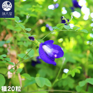 o^tCs[̎ 20i `E}  Butterfly pea  u[n[u ͔| | q j