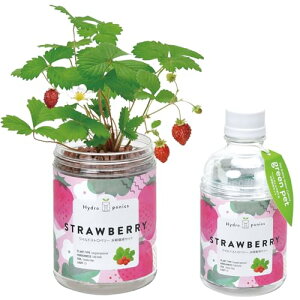 V| ʔN ƒ؉ ȒP ͔|Lbg ChXgx[  n[u ͔|Zbg (R/H) ̌a7cm O[ 