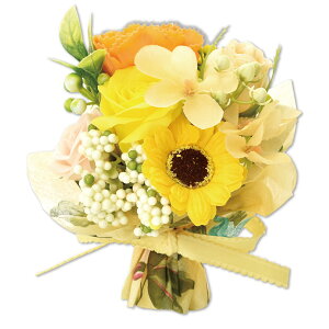 \[vt[ ԑ u[P Mtg ͂Ȃ   t[\[v V{t[ v[g 蕨 a ̓  w ސEj ʉ } LO   ~ju[