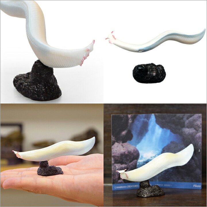 楽天市場 フェバリット 古生物フィギュアミニモデル ピカイア ソプラノ