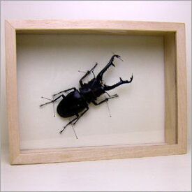 昆虫標本 ギラファノコギリクワガタ 桐箱20.5×15.5cm