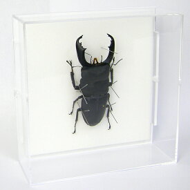 昆虫標本 オオヒラタクワガタ アクリルフレーム 15cm角 透明