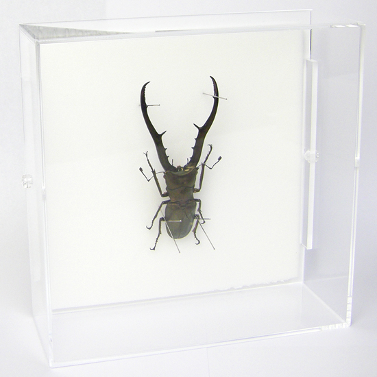 昆虫標本 メタリフェールホソアカクワガタ アクリルフレーム 透明 | ソプラノ