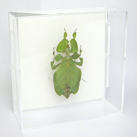 昆虫標本 コノハムシ アクリルフレーム 15cm角 透明