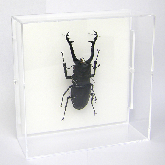 昆虫標本 ギラファノコギリクワガタ アクリルフレーム 透明 | ソプラノ