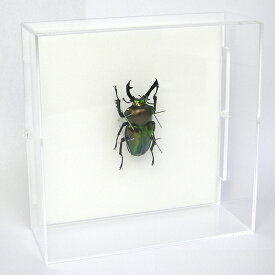昆虫標本 ニジイロクワガタ アクリルフレーム 15cm角 透明