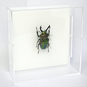 W{ jWCNK^ ANt[ 15cmp 