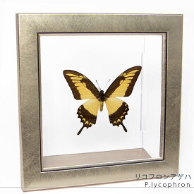 昆虫標本 蝶の標本 リコフロンアゲハ メタリック調ライトフレーム 19cm角