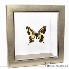 昆虫標本 蝶の標本 キアゲハ メタリック調ライトフレーム 19cm角