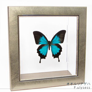 W{ ̕W{ IIAQn ^bNCgt[ 24cmp