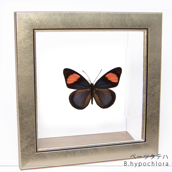 昆虫標本 蝶の標本 ベーツタテハ メタリック調ライトフレーム 19cm角 | ソプラノ