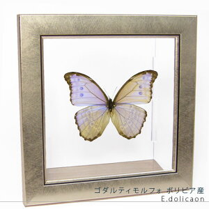 W{ ̕W{ S_eBtH {rAY ^bNCgt[ 24cmp