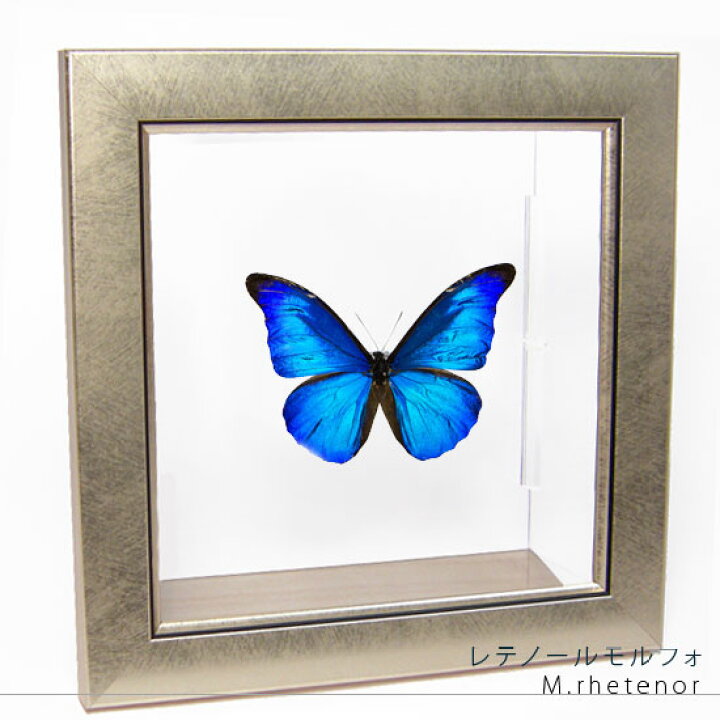昆虫標本 蝶の標本 レテノールモルフォ アクリルフレーム 白