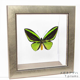 昆虫標本 蝶の標本 メガネアゲハ メタリック調ライトフレーム 24cm角