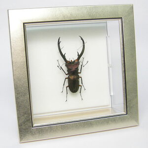 W{ GtXz\AJNK^ ^bNCgt[ 19cmp