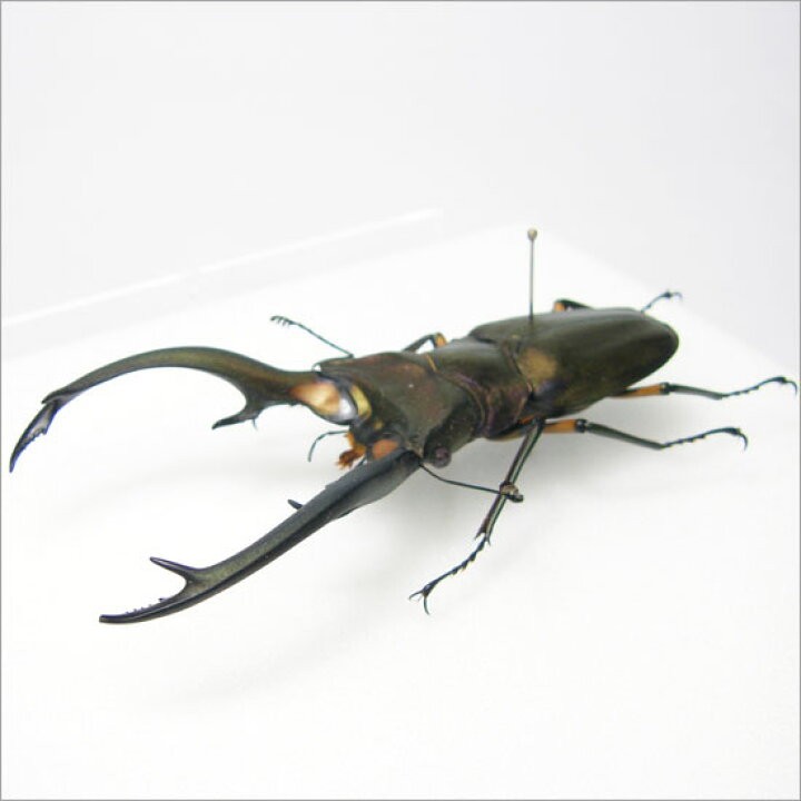 楽天市場】昆虫標本 エラフスホソアカクワガタ メタリック調ライト  