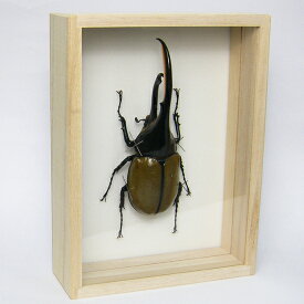 昆虫標本 ヘラクレスオオカブト 桐箱20.5×15.5cm