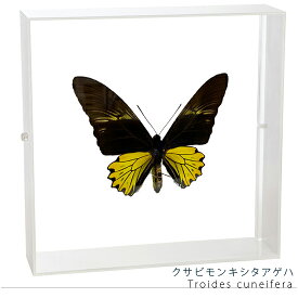 昆虫標本 蝶の標本 クサビモンキシタアゲハ アクリルフレーム 20cm角 白