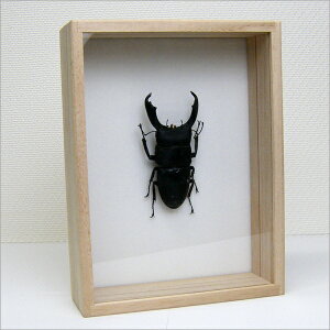 W{ IIq^NK^ ˔20.5×15.5cm