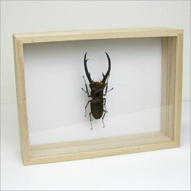 昆虫標本 エラフスホソアカクワガタ 桐箱20.5×15.5cm