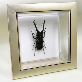 昆虫標本 ギラファノコギリクワガタ メタリック調ライトフレーム 19cm角