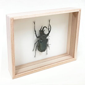 楽天市場 カブトムシ 標本の通販