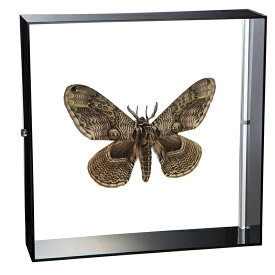 楽天市場 標本 蝶 蛾の通販