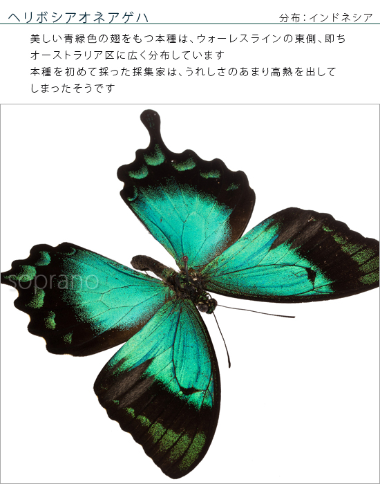 【楽天市場】昆虫標本 蝶の標本 ヘリボシアオネアゲハ アクリル 